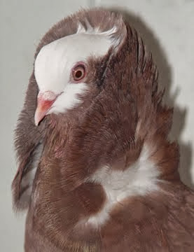 Old Dutch Capuchine Pigeon