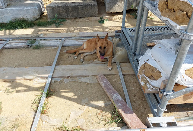 Η Ολυ που υιοθέτησε η ομάδα φυλάκων του ταφικού μνημείου. [Credit: ΚΑΤΕΡΙΝΑ ΛΥΜΠΕΡΟΠΟΥΛΟΥ]