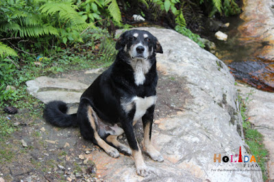 The dog which also went to trek with us