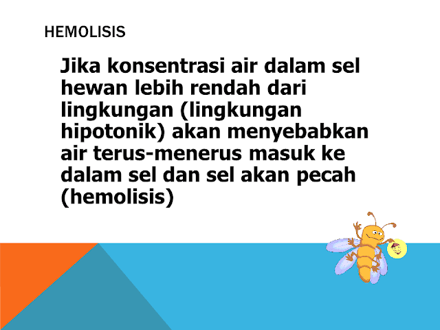 Hemolisis