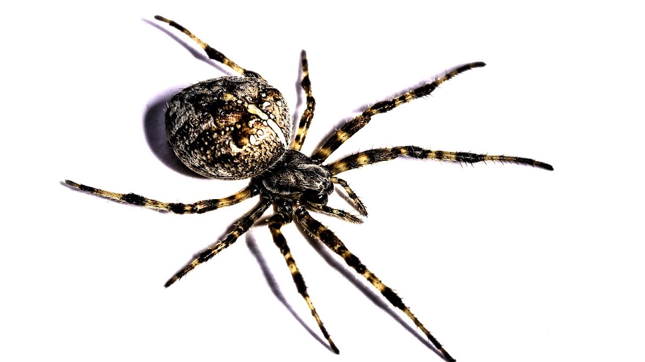 Pest Control Palm Beach Gardens