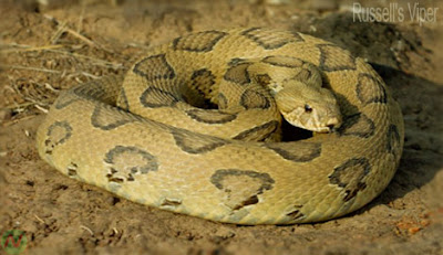 Russell's viper snake,চন্দ্রবোড়া