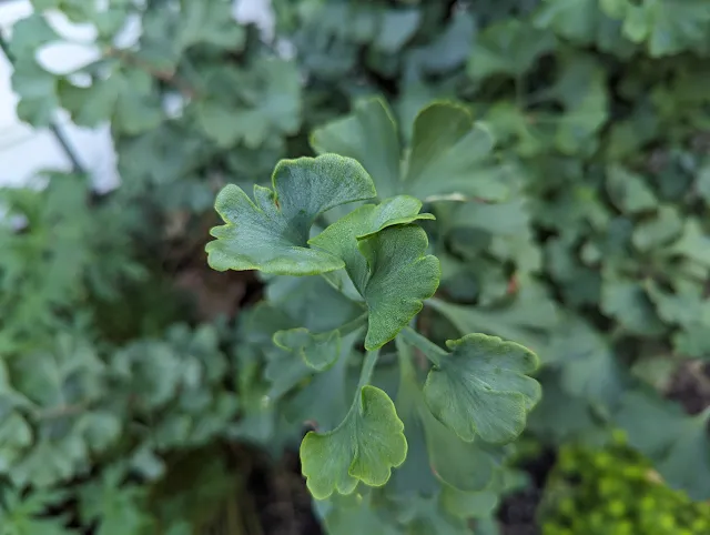 Spring Grove Ginkgo Tree - Dwarf Ginkgo