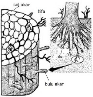 struktur tubuh Zygomycota mikoriza