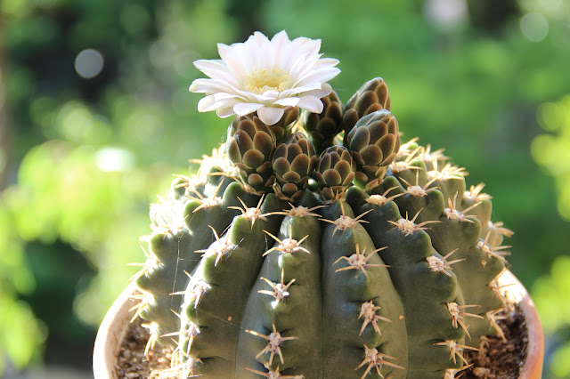 Gymnocalycium quehlianum var. albispinus