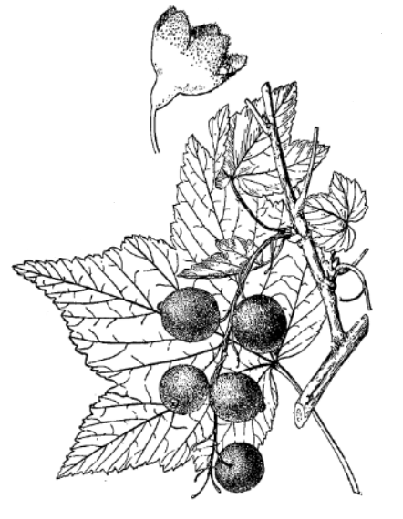 Смородина дикуша (Ribes dikuscha)