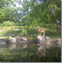 bronx zoo