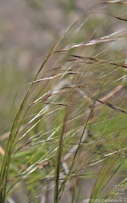 Flechilla fina (Nassella tenuis)