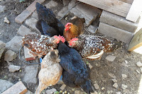 Chickens standing together in a circle