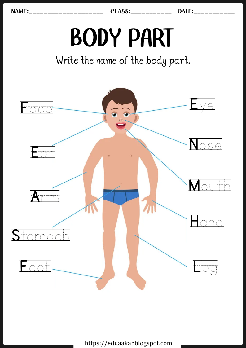Body Parts worksheets for Kids