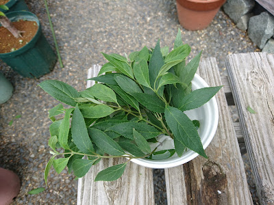 挿し穂　水揚げ