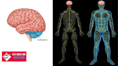 What is Cerebellum