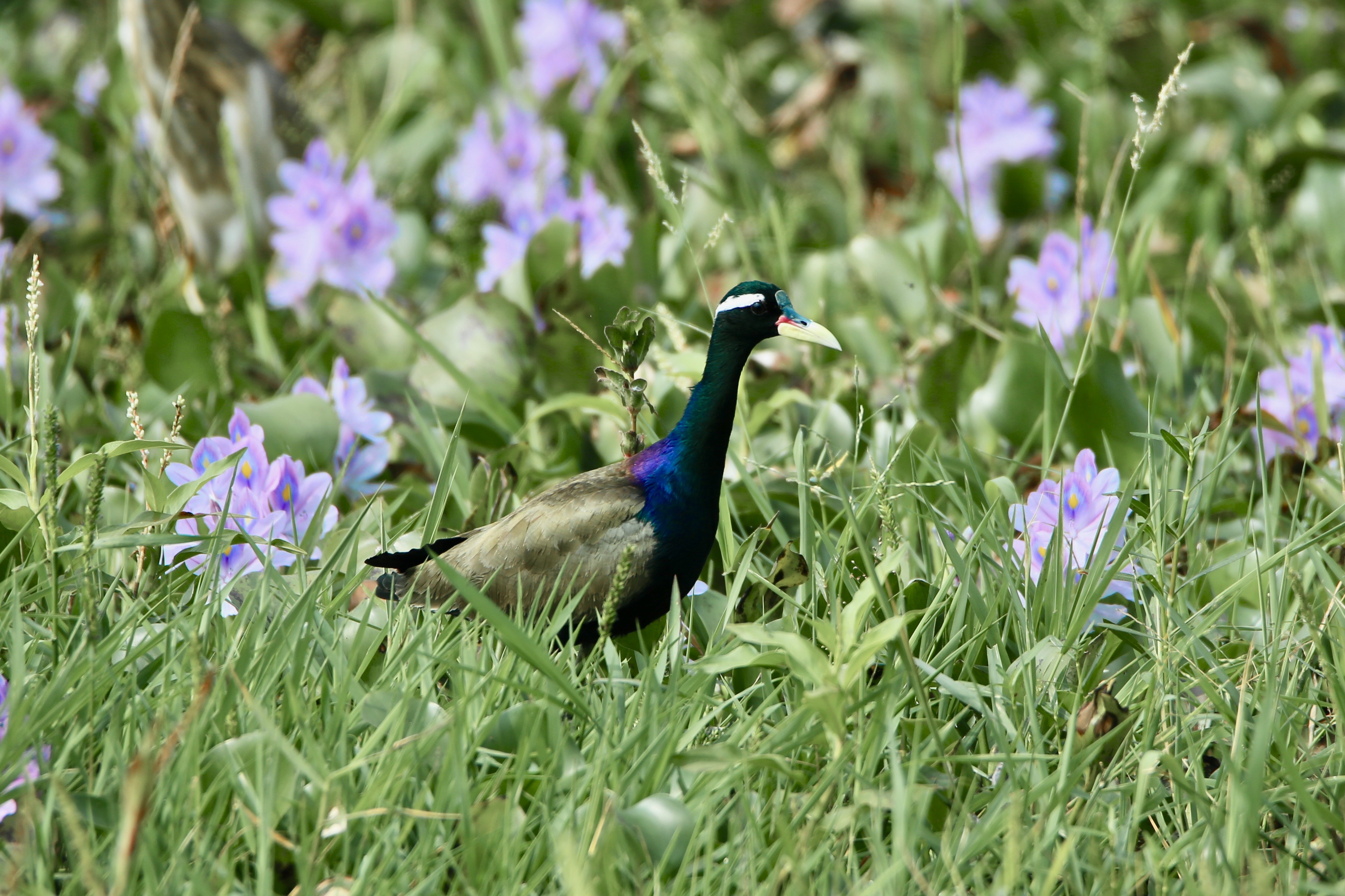 Birds of India, Jacana, Birds and nature, birds of Goa