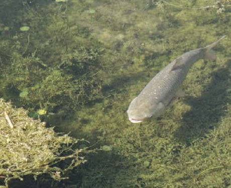 http://www.kvue.com/story/news/local/2015/04/02/grass-eating-carp-changing-lake-austins-ecosystem/70867278/