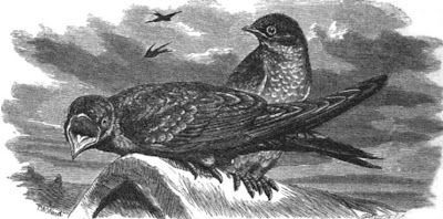 [Purple Martin fledglings, ca. 1865]