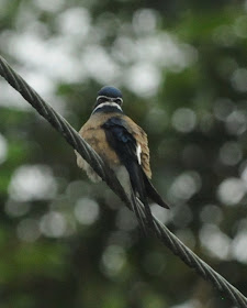 Whiskered Tree Swift
