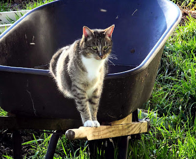 tabby cat Widget on Wheelbarrow