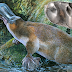 Platypus; the bird, reptile, mammal animal