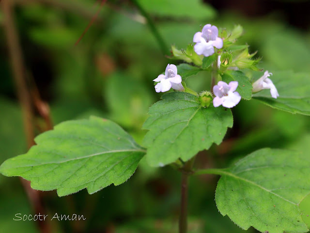 Clinopodium multicaule