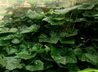 pumpkin plant