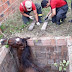 MOSSORÓ-RN: CAVALO CAIU EM FOSSA E FOI RESGATADO POR BOMBEIROS