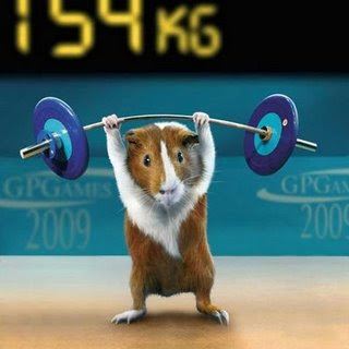 funny photos of animals hamster olympics weightlifting photo