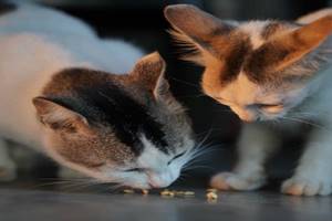 Apakah Kucing Boleh Makan Kacang Mete