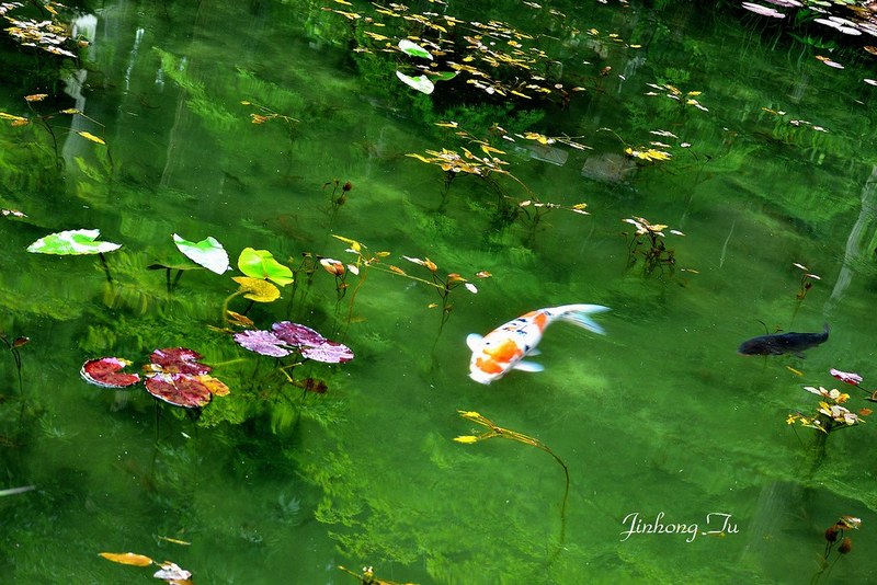 Sekiro koi fish, Monet's Pond Japan