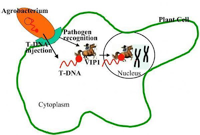 Genetic bacteria