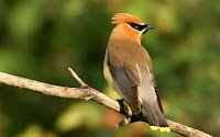 African Bird Photos