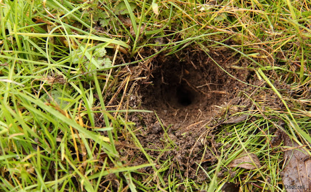 Trou fait par le pic-vert chassant dans la terre du jardin