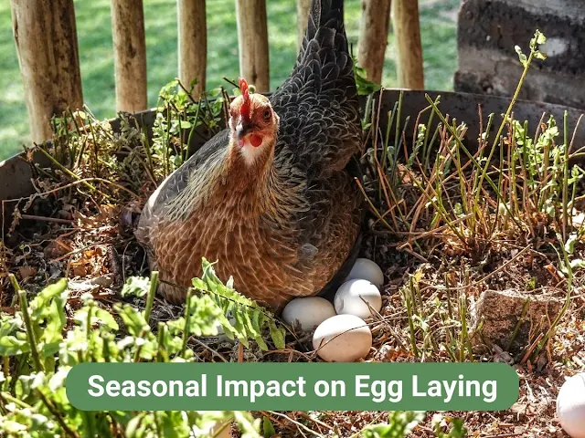 Seasonal Impact on Egg Laying
