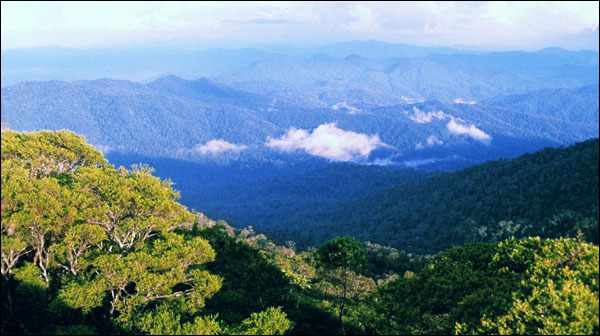 Wisata Alam Taman Nasional Gunung Palung di Ketapang