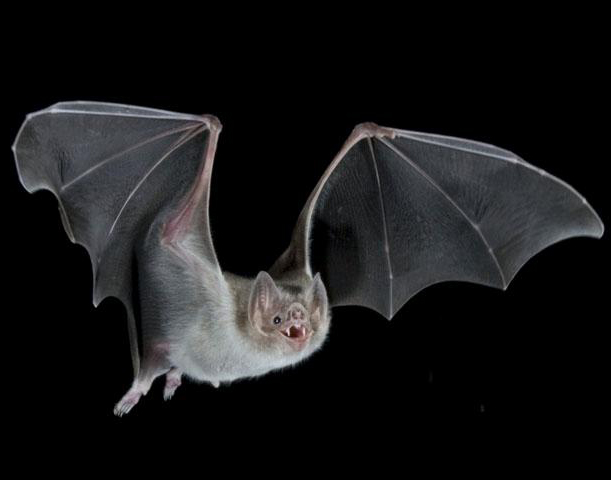 vampire bats sleeping. Health-Net: Vampire bats are