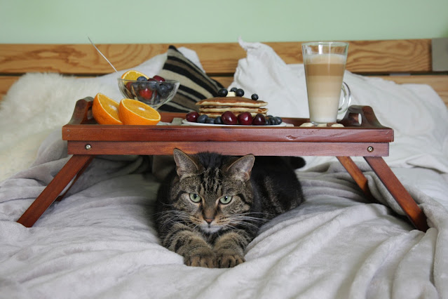 gato debajo de bandeja de desayuno en la cama