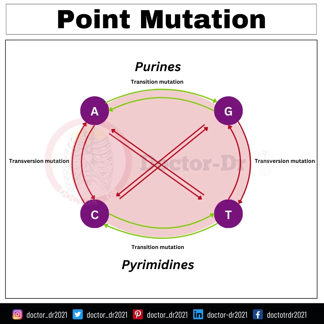 Types of Point Mutations (based on the substitution of the base pairs)
