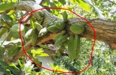  Gambar  Buah  Mangga Segar Aku Buah  Sehat