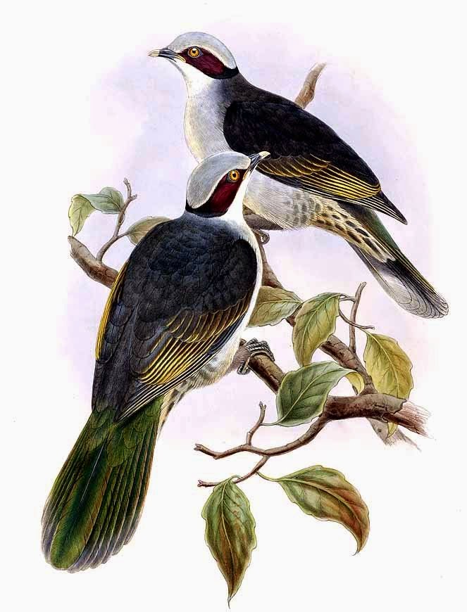 Red eared fruit dove