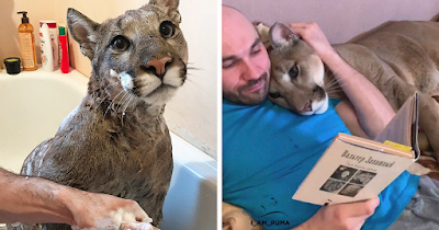 Conoce a Messi, el adorable Puma que vive como un gato doméstico mimado