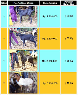 Harga Kambing kurban tahun 2013