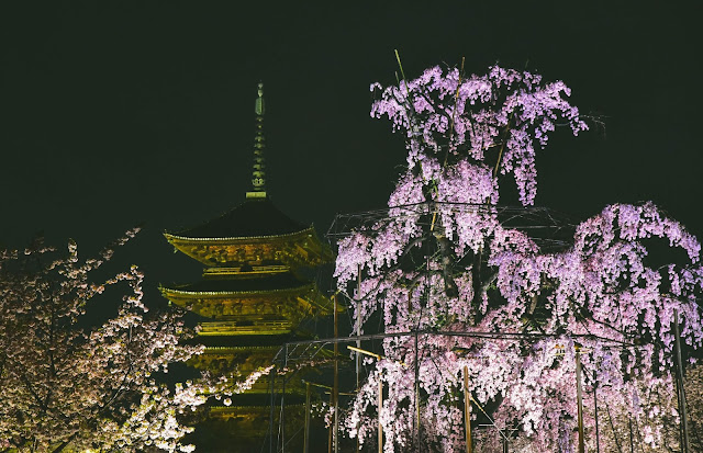 日本 京都 櫻花 夜櫻 東寺 枝垂櫻 不二櫻