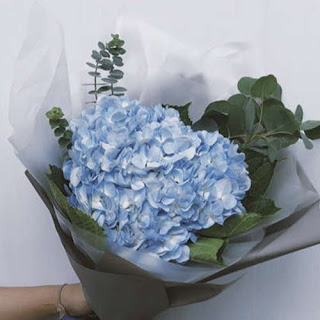 ช่อดอกไฮเดรนเยียสีฟ้าอ่อน