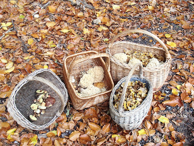 grzyby 2016, grzyby w październiku, grzyby w okolicy Krakowa, szmaciak gałęzisty siedzuń sosnowy Sparassis crispa, podgrzybek brunatny Boletus badius, Pieprzniki trąbkowe Cantharellus tubaeformis, Chlorophyllum rachodes czubajka czerwieniejąca, grzybówka Mycena, gąsówka fioletowawa, gąsówka naga Lepista nuda, Łysiczka ceglasta [maślanka ceglasta] - Hypholoma sublateritium, 