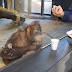 This Orangutan's reaction to a magic trick will leave you in awe (pics)