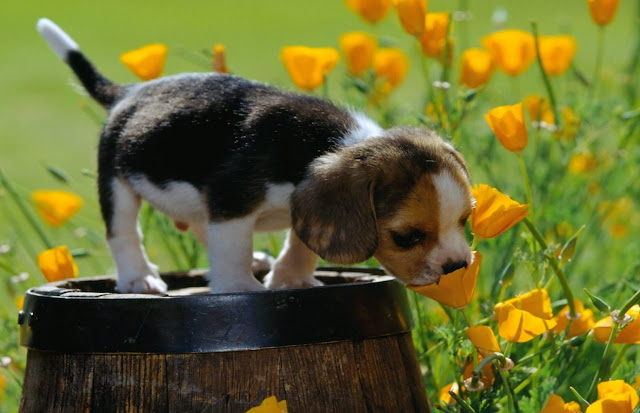 adorable puppy, cute puppy,smelling a flower