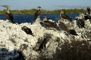 Penguins and Blue Footed Boobies at Elizabeth Bay, Isabela Island, Galapagos