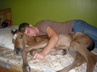 funny foal photos sleeping in a bed with a guy