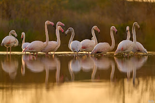 Flamingos at Sunset