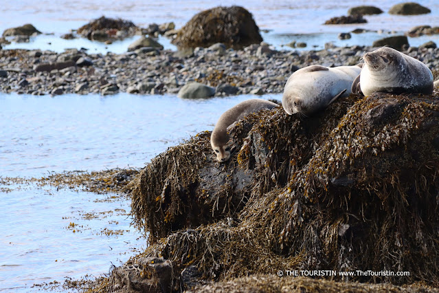 Three seals relaxing on algae-covered rocks.