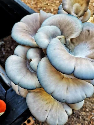 Blue Oyster Mushroom Cultivation